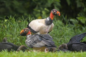 King Vulture - Sarcoramphus papa, beatiful large vulture from Central America forests.