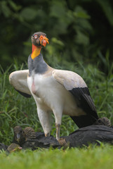 King Vulture - Sarcoramphus papa, beatiful large vulture from Central America forests.