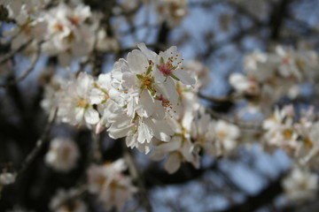 Flor del almendro