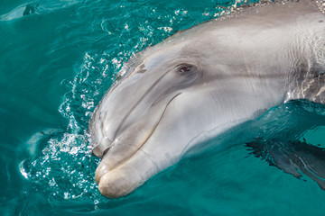 Fototapeta premium The yong Bottlenose dolphin is swimming in red sea