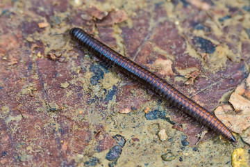 Millipede  © nedomacki