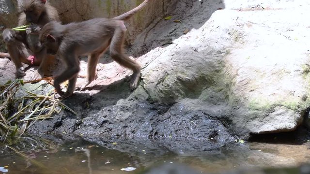 Baboon monkey drinking water and playing with each other