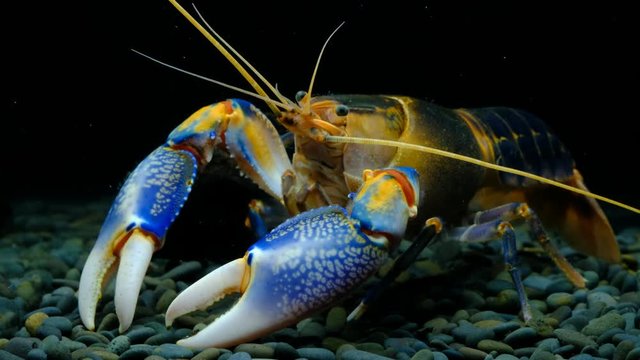 Cherax Destructor volcano in the aquarium