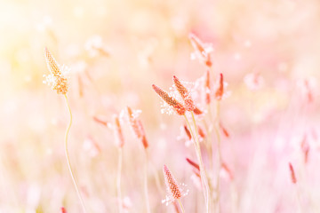 a fairy-tale landscape of summer field grasses, tinted pink in sunlight magic