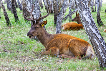 Naklejka na ściany i meble Male and female deer lying down resting in the birch forest