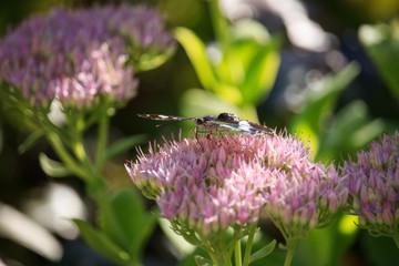 Ladoga camilla on Sedum spectabile Flower