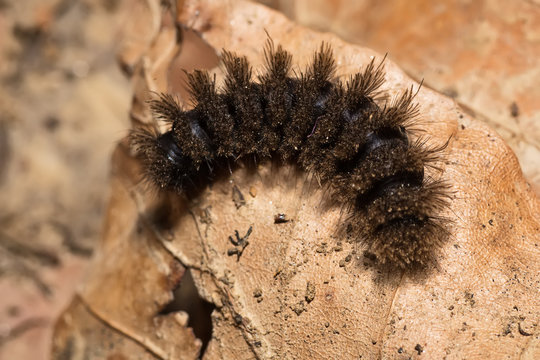 black hairy caterpillar