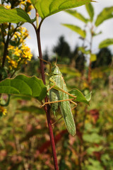 grande sauterelle verte dans une prairie