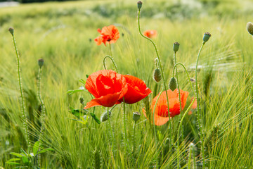 Obraz premium Mohnblumen