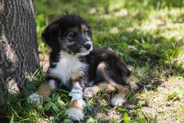 Cute Little puppy with wounded paw is lying in the grass under the tree on sunny day in summer and asking to be adopted. Adorable Homeless black and tan dog hopes to find her new home and owner