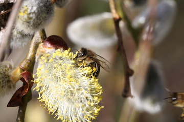Biene auf der Weidenlüte