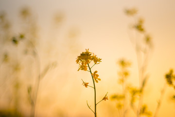 菜の花の夕方