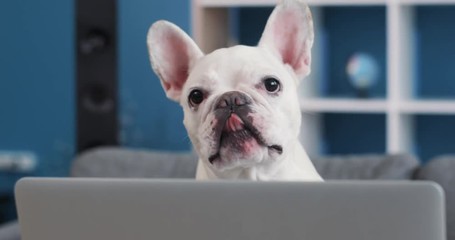 Close up french bulldog use reading on a laptop lying on sofa at home dog computer website house internet technology animal canine pc pretty business puppy pure portrait slow motion cute