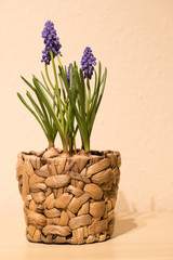 Grape hyacinth in decorative pot
