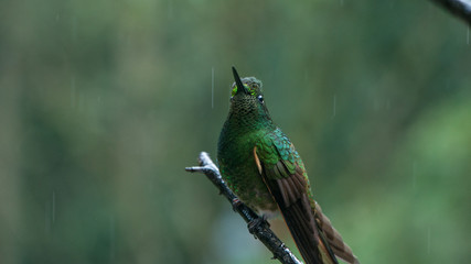 Hummingbird on the rain