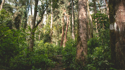 Walk in the woods