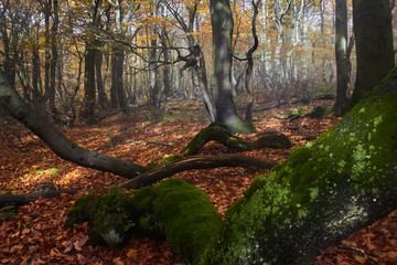 magical foggy forest, dvorackuv forest, krkonose, rychory, czech republik