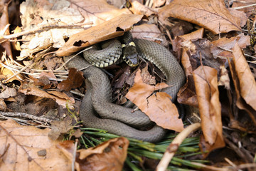 Ringelnatter im Buchenwald