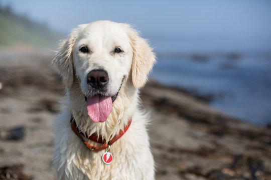 Close-up Portrait of wet and happy dog breed golden retriever on the sea shore and blue sky background. Image of cute dog on sunny summer day