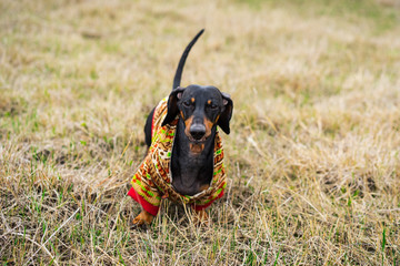 cute portrait dog of the Dachshund breed, black and tan, dressed in a sweater playfully walks in...