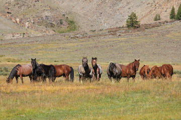 Poster, wild horses in mountines, Russia, Altay