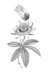 Passiflora, Passion flower 