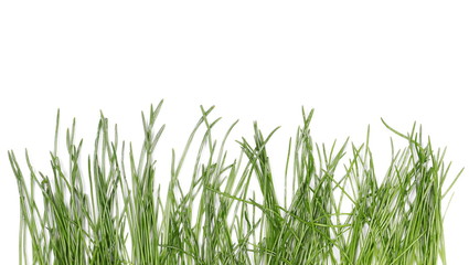 Green grass isolated on white background and texture