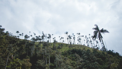 Palm trees in Colombia
