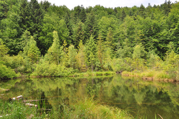  Lake in the forest