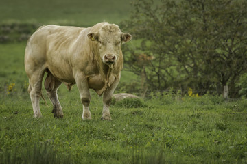 Pedigree Charolais bull free range in organic beech wood