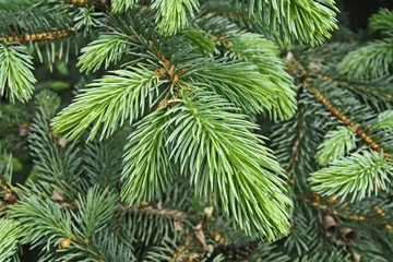Dew on pine needles