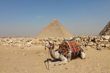 Camel and Great Pyramid
