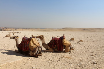 Camels