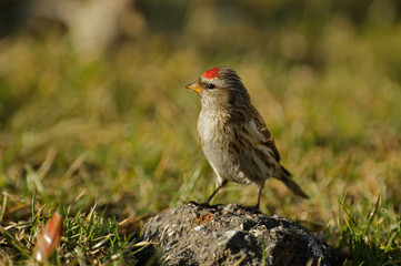 Redpoll (Carduelis flammea) is sitting on a stone