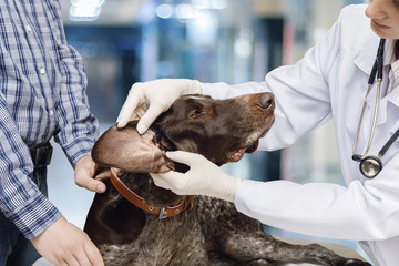 Veterinarian examines the dog's ear .