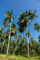 Obraz na płótnie Canvas Palm trees on a blue sky and white clouds background, California