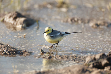Citrine Wagtail (Motacilla werae)
