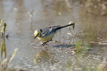 Obraz premium Citrine Wagtail (Motacilla werae)