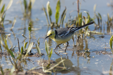 Citrine Wagtail (Motacilla werae)