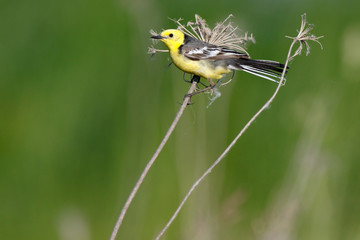 Citrine Wagtail (Motacilla werae)