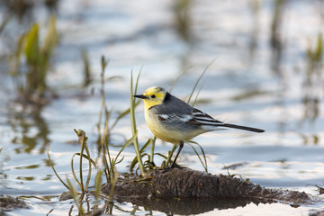 Citrine Wagtail (Motacilla werae)