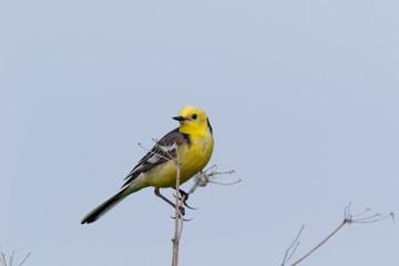 Citrine Wagtail (Motacilla werae)