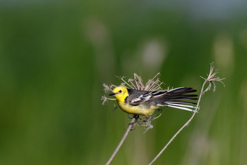 Citrine Wagtail (Motacilla werae)