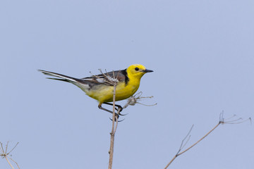 Obraz premium Citrine Wagtail (Motacilla werae)