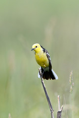 Citrine Wagtail (Motacilla werae)