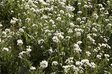 Daisies in field