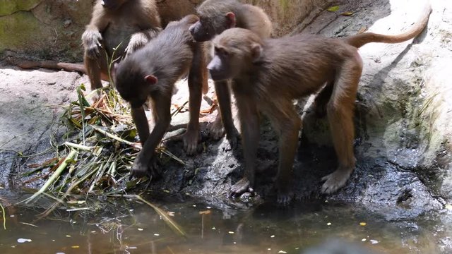 Baboon monkey drinking water and playing with each other