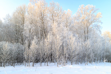 deciduous forest in winter during a severe frost on the edge of a snowy field, a blue sky
