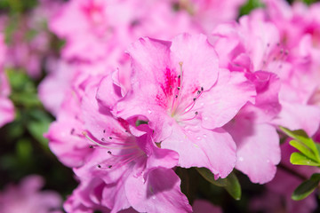 The aroma of flowering azaleas of white, pink, red, bard colors is spread all over the greenhouse.