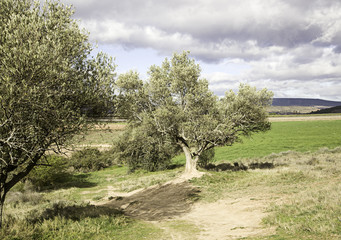 Olive trees in the field